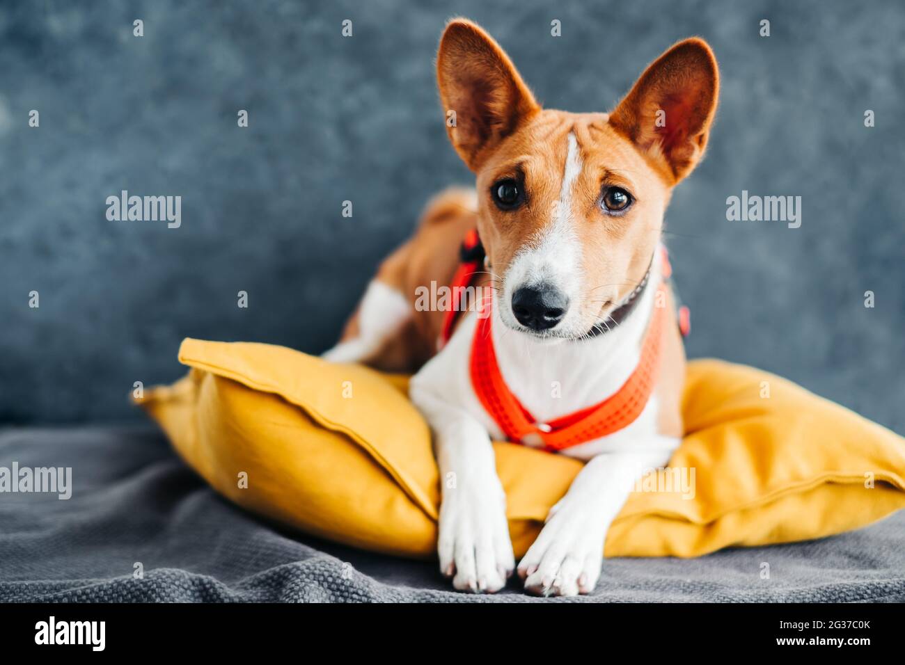 Portrait of red white basenji dog sitting on yellow pillow. Stock Photo