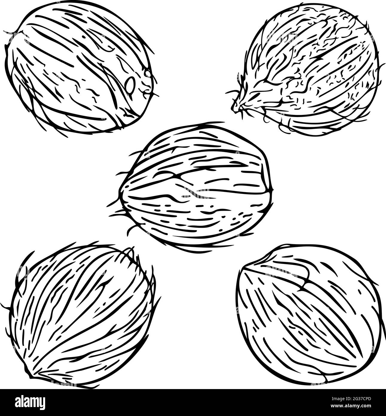 Vector illustration with collection of outlines of coconuts. Black and