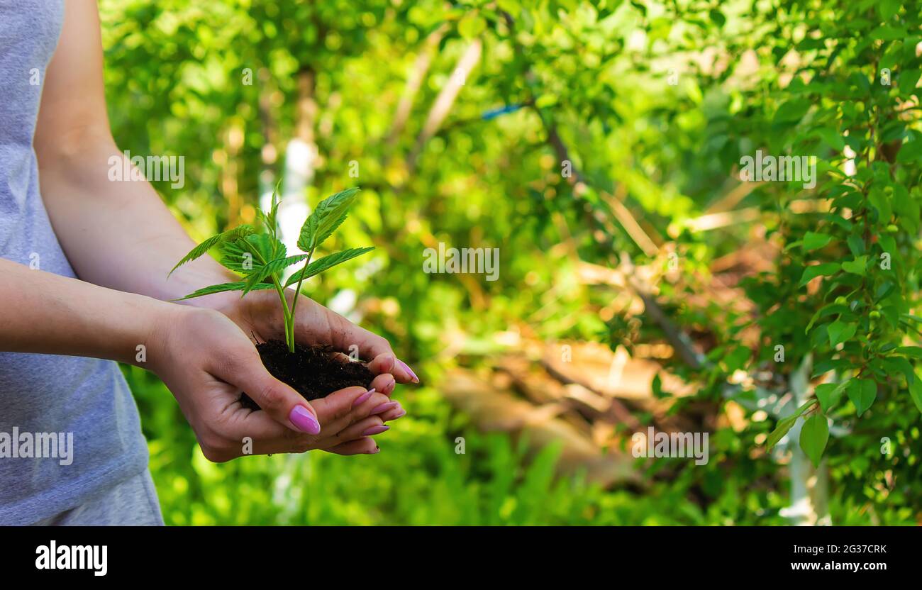 hand holding young plant on blur green nature background and sunslight ...