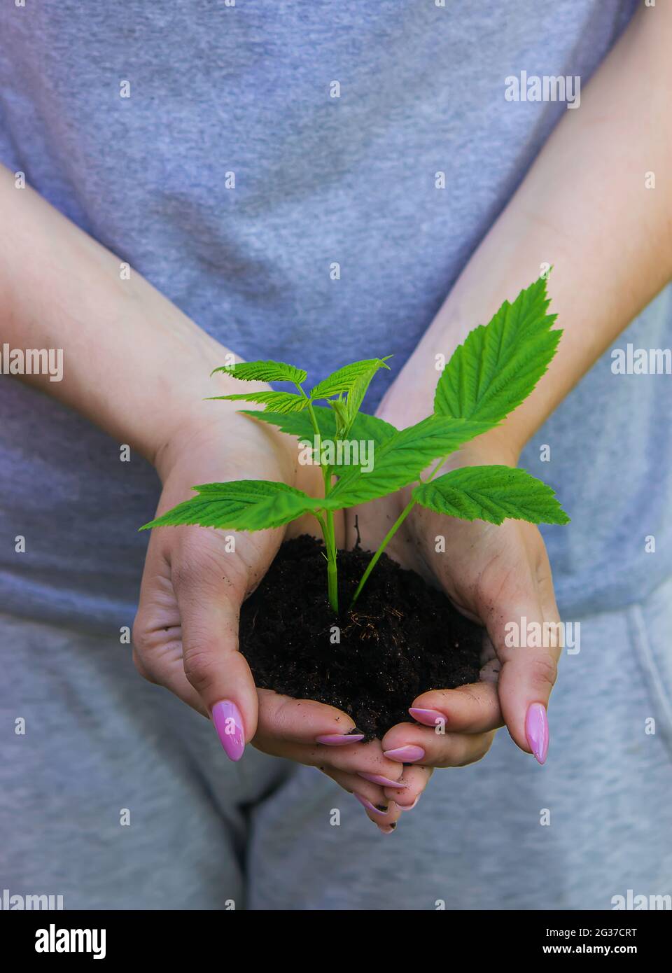 hand holding young plant on blur green nature background and sunslight ...