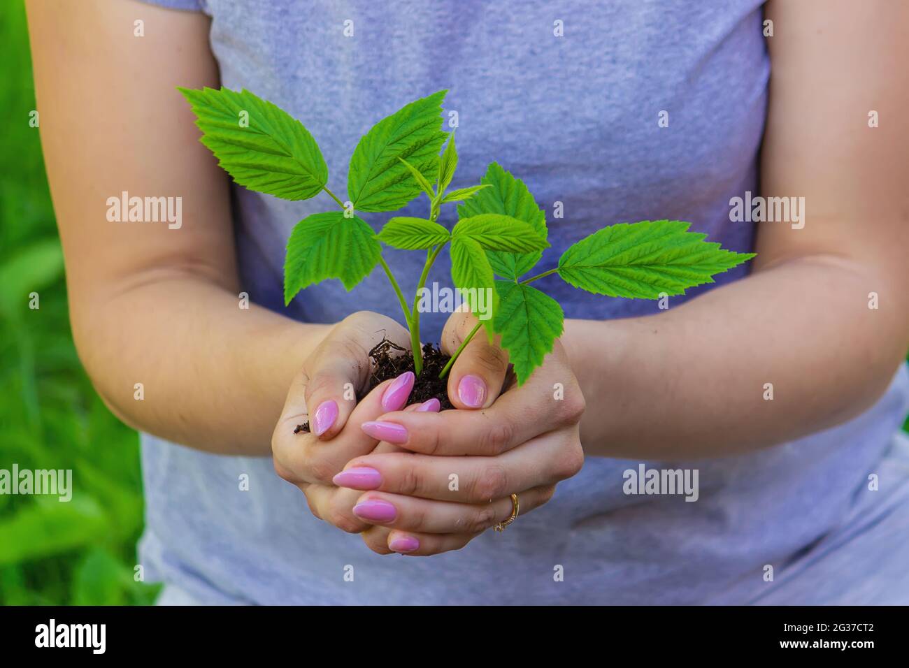 hand holding young plant on blur green nature background and sunslight ...