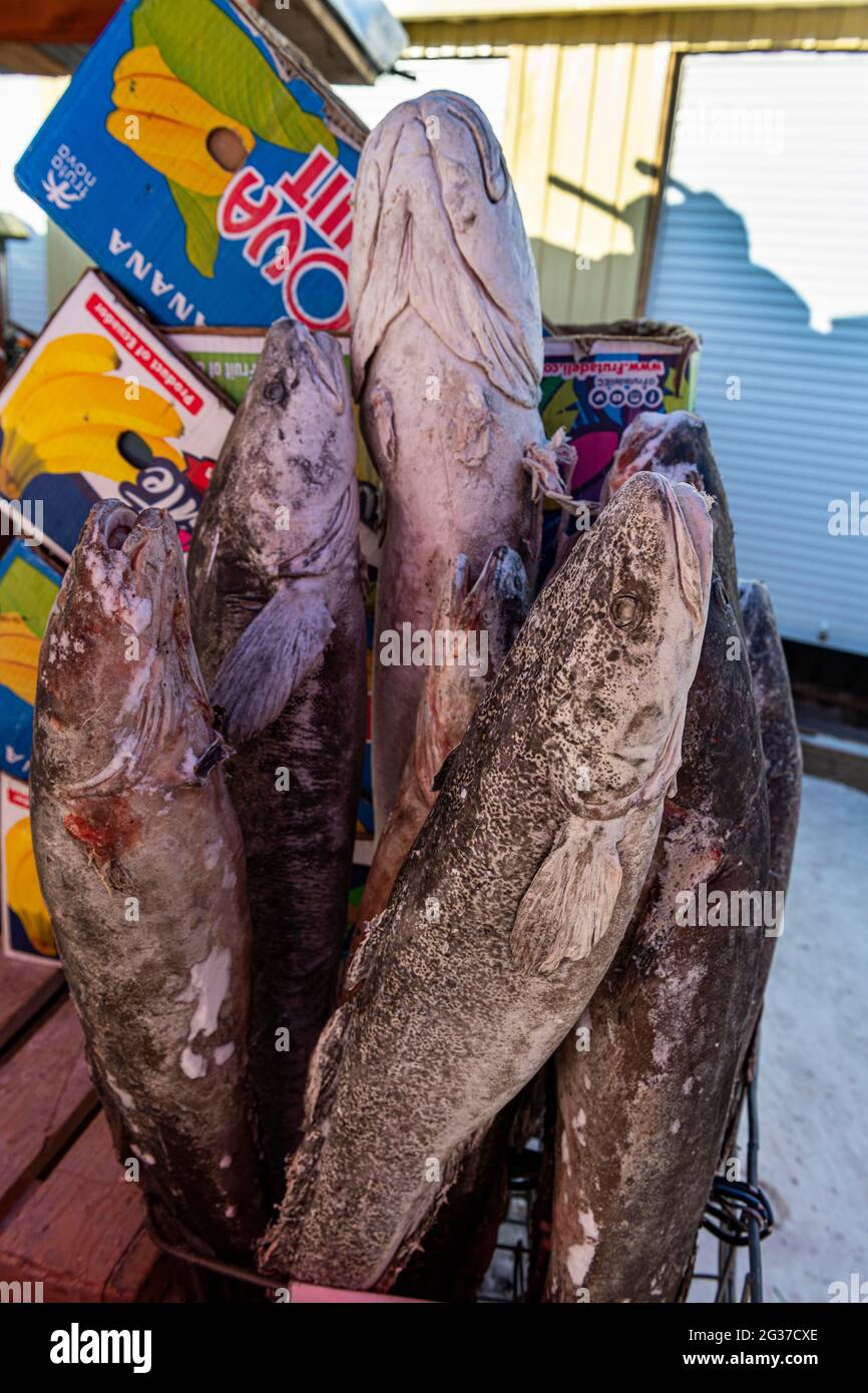 Yakutsk russia fish hi-res stock photography and images - Alamy