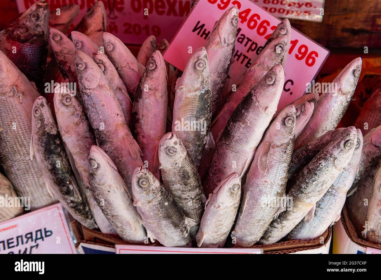 Deep frozen fish at the Fish and meat market, Yakutsk, Sakha Republic