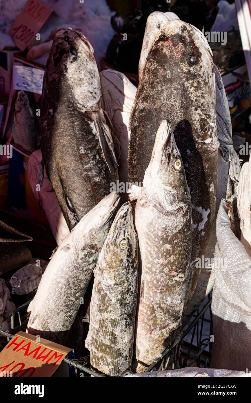 Deep frozen fish at the Fish and meat market, Yakutsk, Sakha Republic