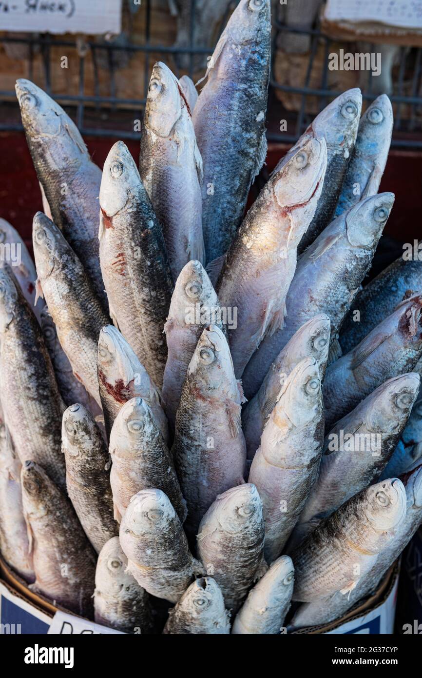 Deep frozen fish at the Fish and meat market, Yakutsk, Sakha Republic