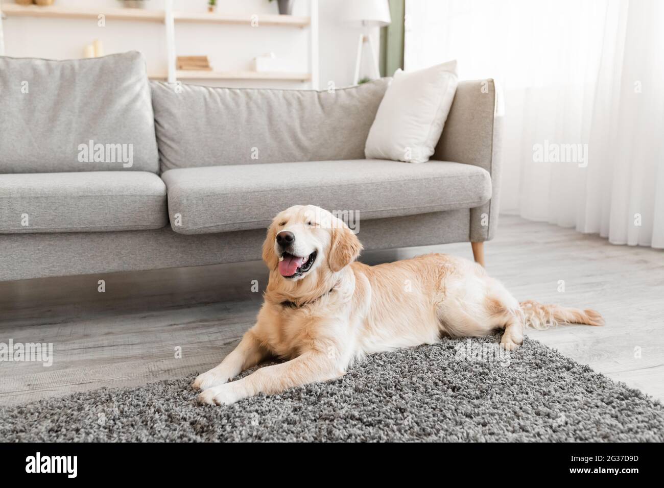 Portrait of cute healthy dog lying on the floor carpet Stock Photo - Alamy
