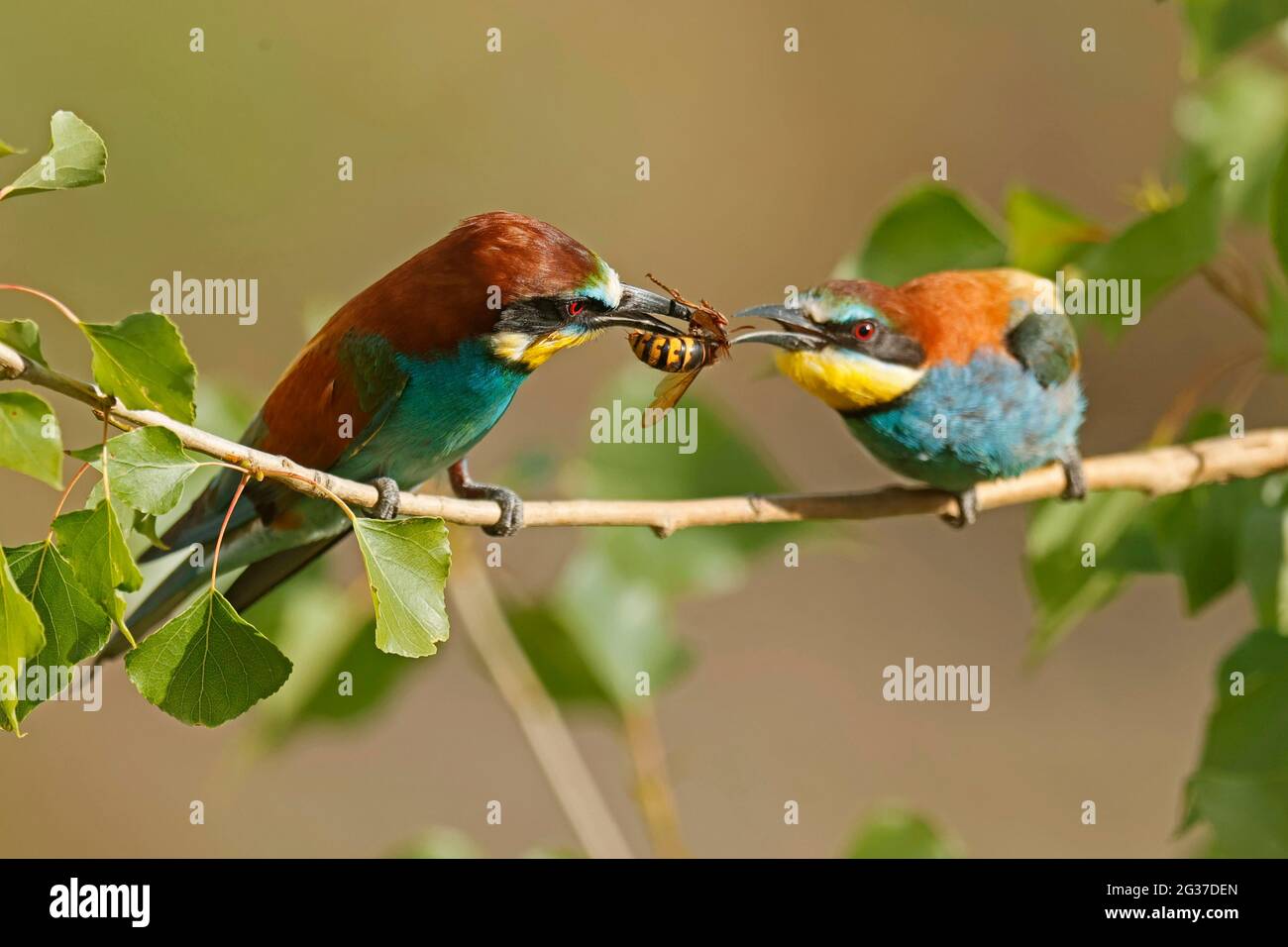 Insect catch hi-res stock photography and images - Alamy