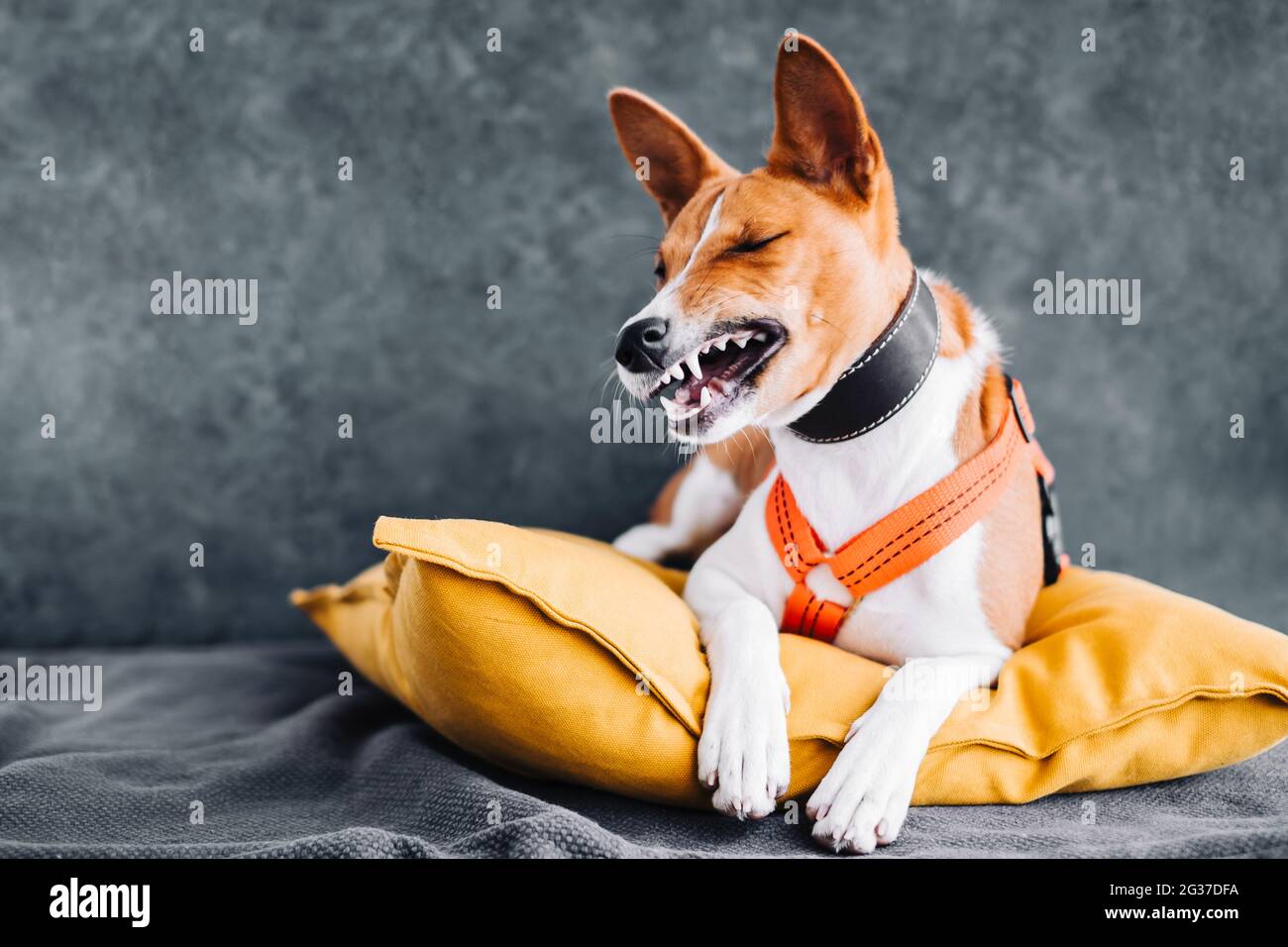 Portrait of red white basenji dog sitting on yellow pillow and making ...