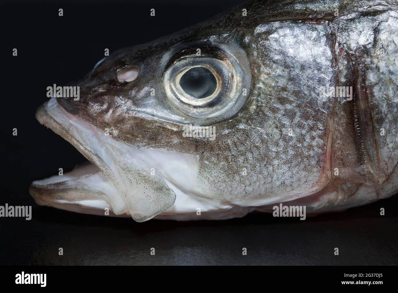 The head of a European sea bass (Dicentrarchus labrax), Germany Stock Photo