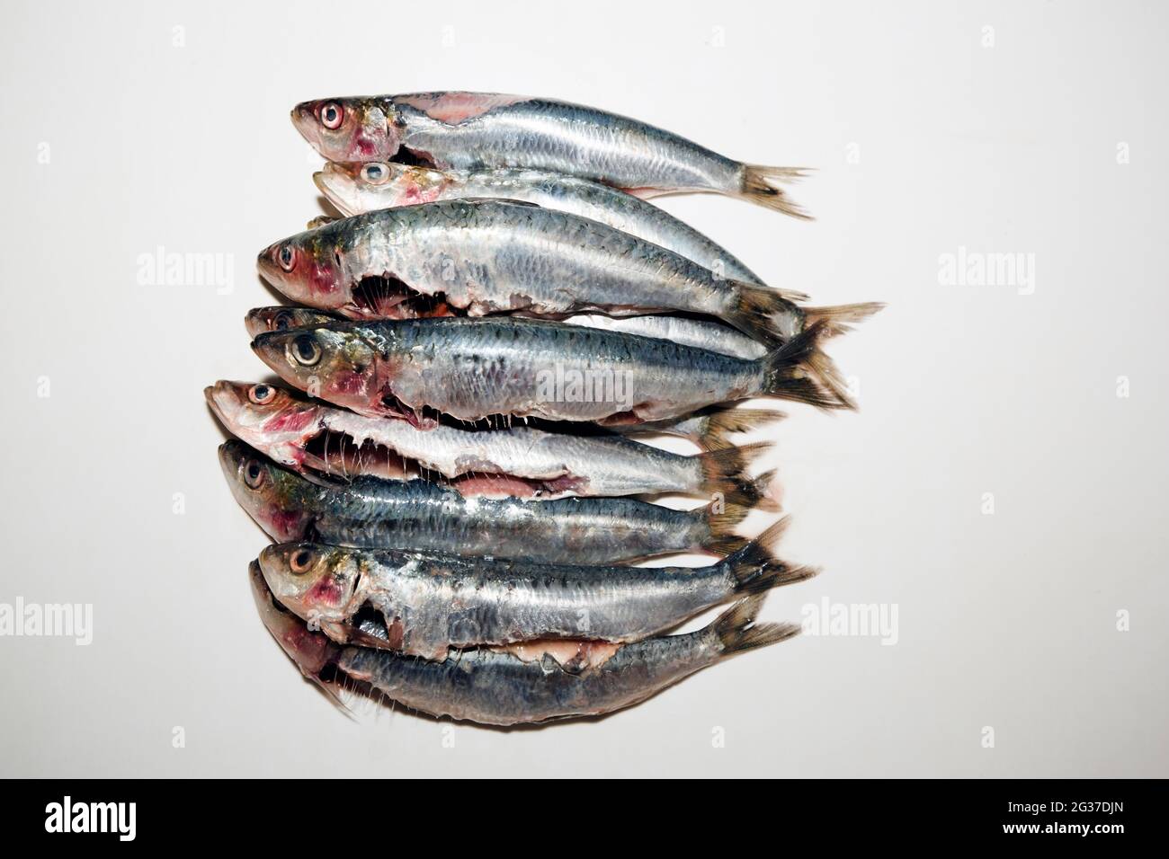 Freshly gutted sardines (Sardina pilchardus), Germany Stock Photo