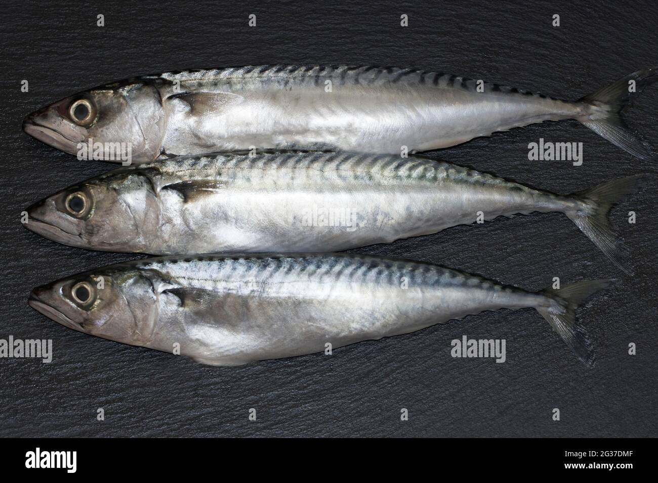 Three mackerel (Scomber scombrus), Germany Stock Photo