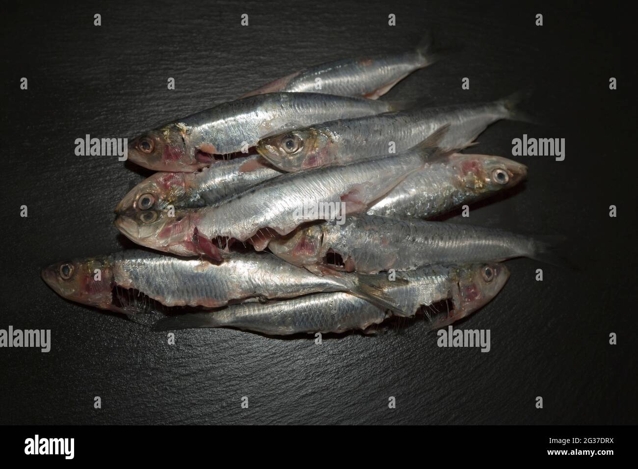 Gutted fresh sardines (Sardina pilchardus), Germany Stock Photo