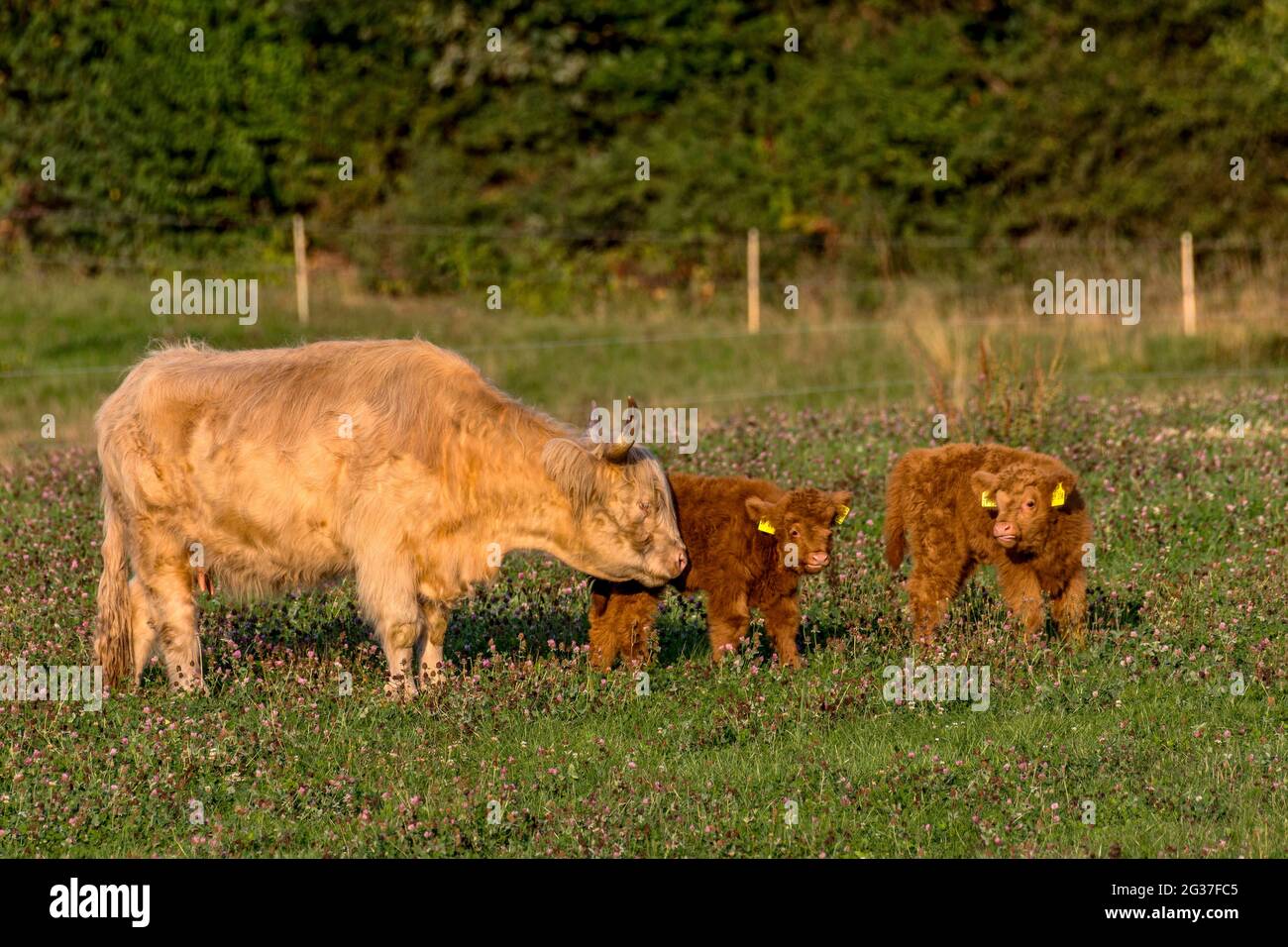 Scottish Highland Cattle, Highland Cattle or Kyloe (Bos primigenius f. taurus), young animals, calves with dam, cow on a pasture, Hesse, Germany Stock Photo