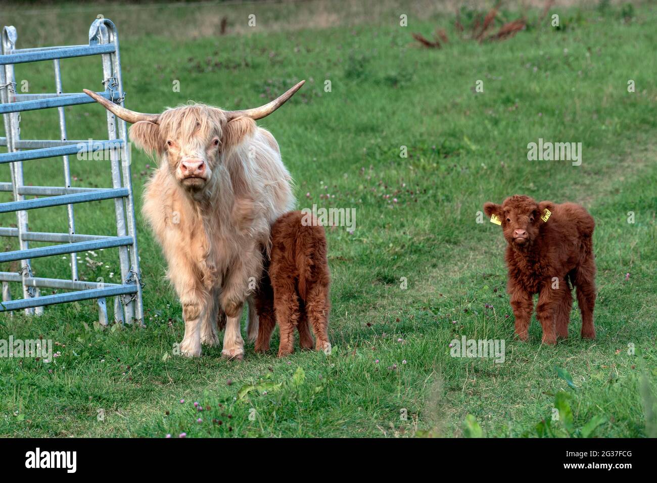 Scottish Highland Cattle, Highland Cattle or Kyloe (Bos primigenius f. taurus), young animals, calves with dam, cow on a pasture, Hesse, Germany Stock Photo