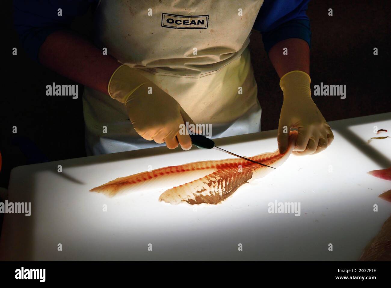 Cod being filleted, fish boning, light table, fish processing, fish