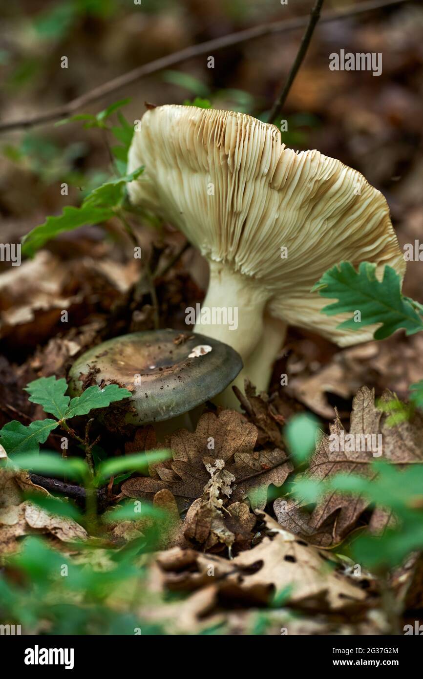 Charcoal burner mushroom on the forest floor Stock Photo Alamy