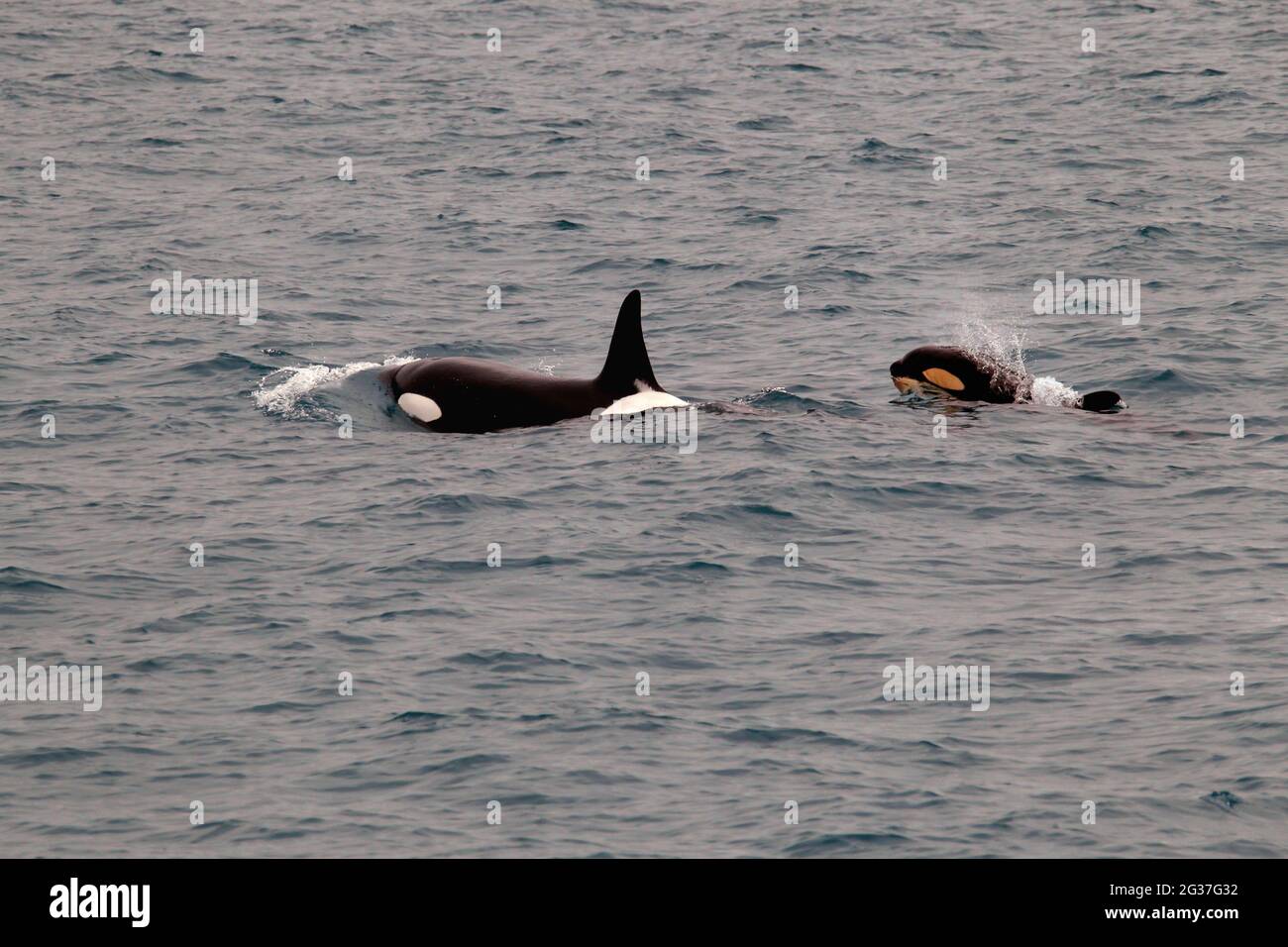 Whale watching tour, whale watching tour, killer whales (Orcinus orca), orcas, killer whales