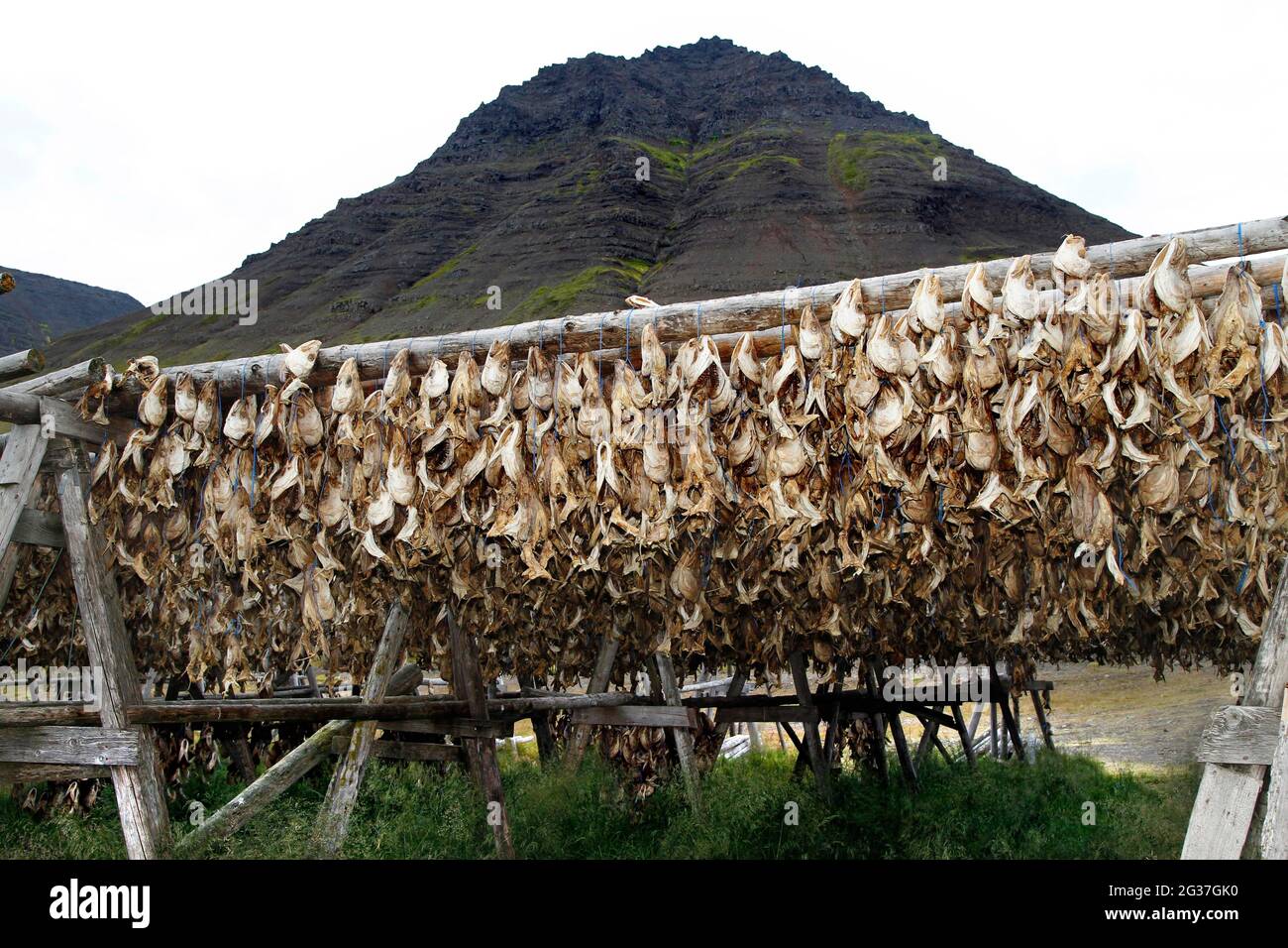 Wooden rack with fish heads, dried fish, fish hanging to dry on