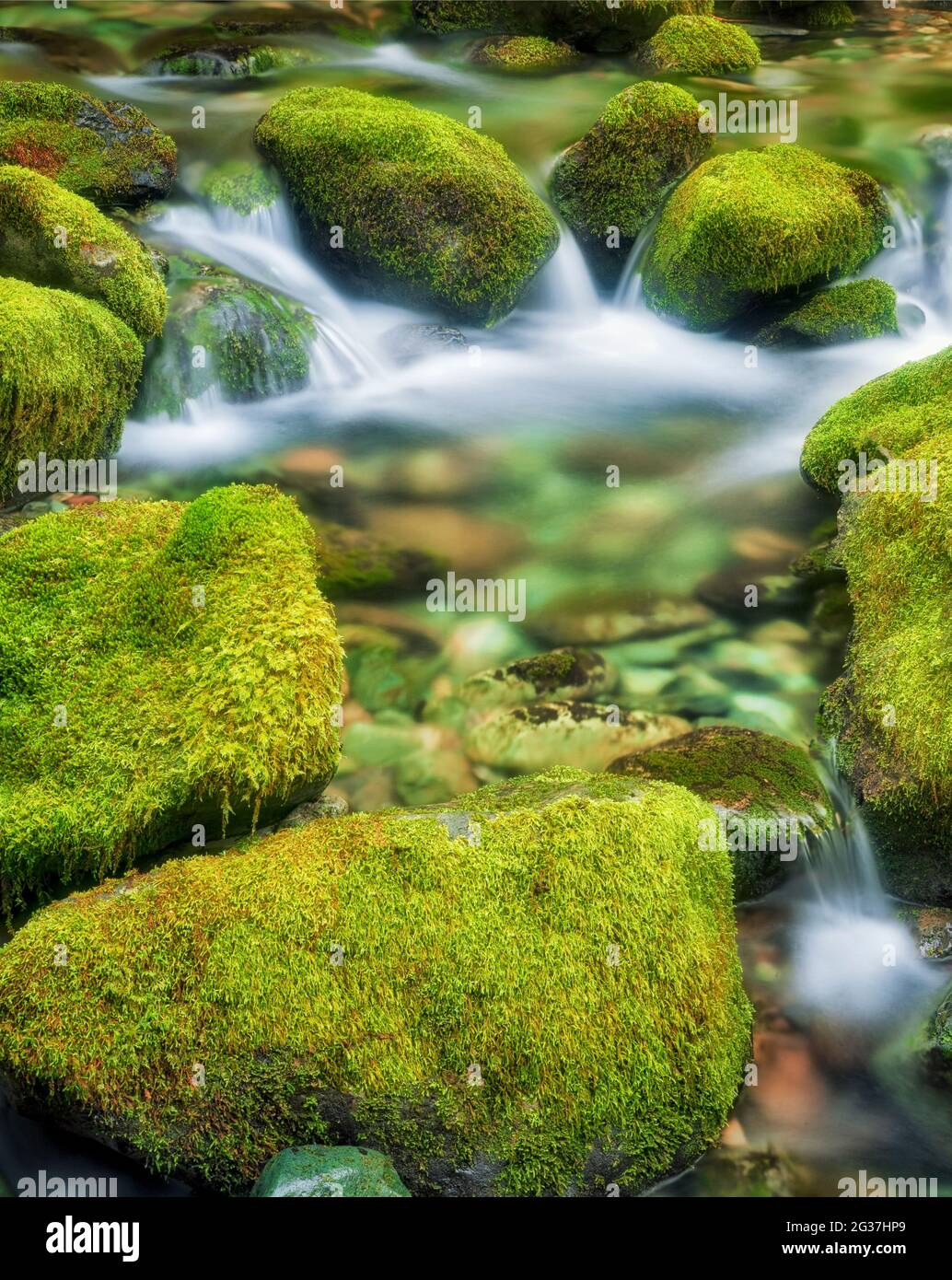 Moss covered rocks in small stream at Opal Creek Scenic Recreation Area, Oregon Stock Photo