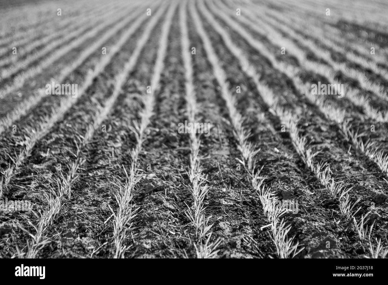 Sown field in the Argentine countryside, Pampas province, Patagonia, Argentina. Stock Photo