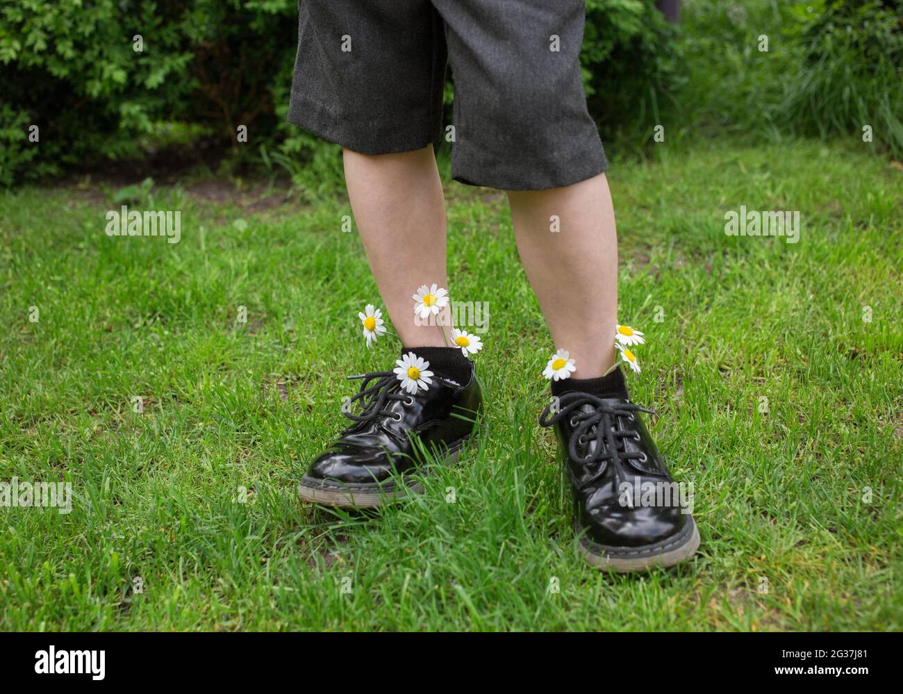feet of child boy standing on green grass in black patent leather shoes and shorts. Chamomile flower are sticking out of socks. positive atmosphere, h Stock Photo