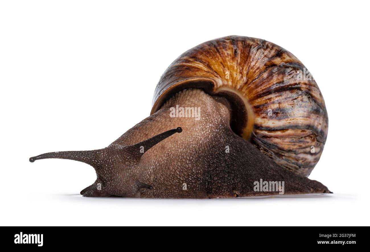 Giant West African snail, moving towards camera. Isolated on a white ...