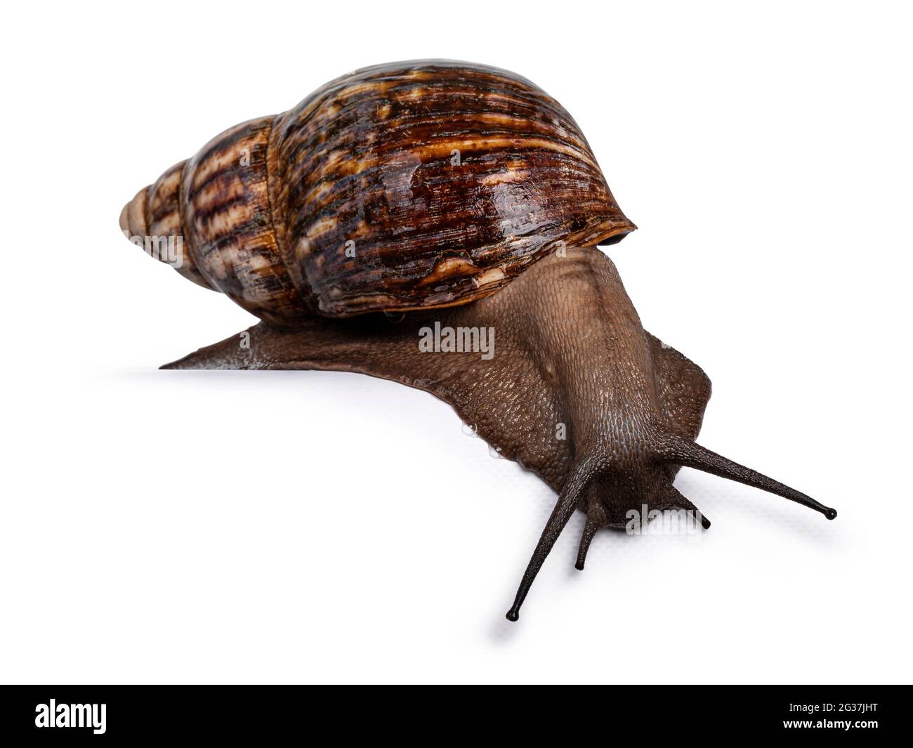 Giant West African snail, moving down from edge. Isolated on a white background. Stock Photo