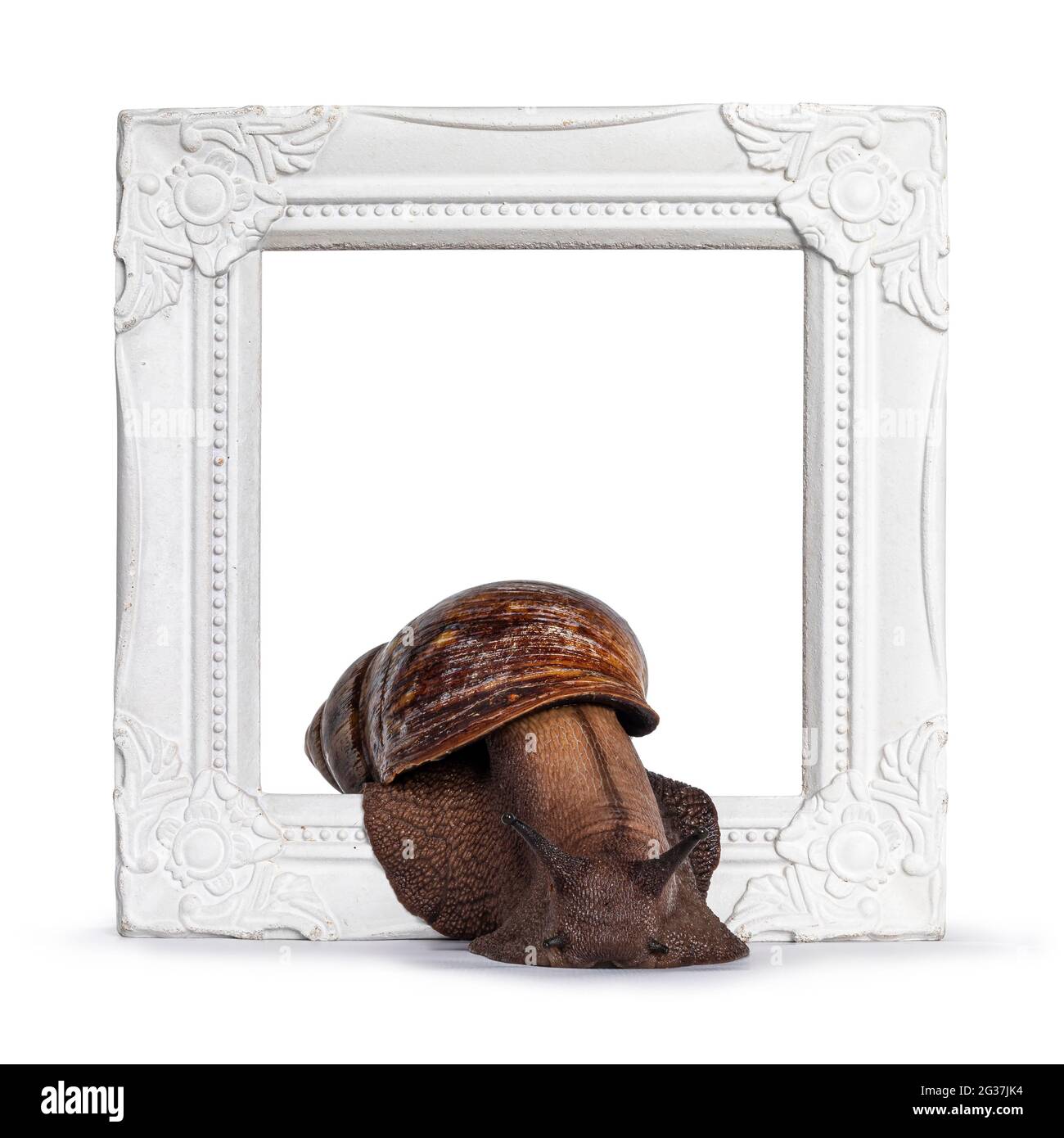 Giant West African snail, moving throught white picture frame. Isolated ...