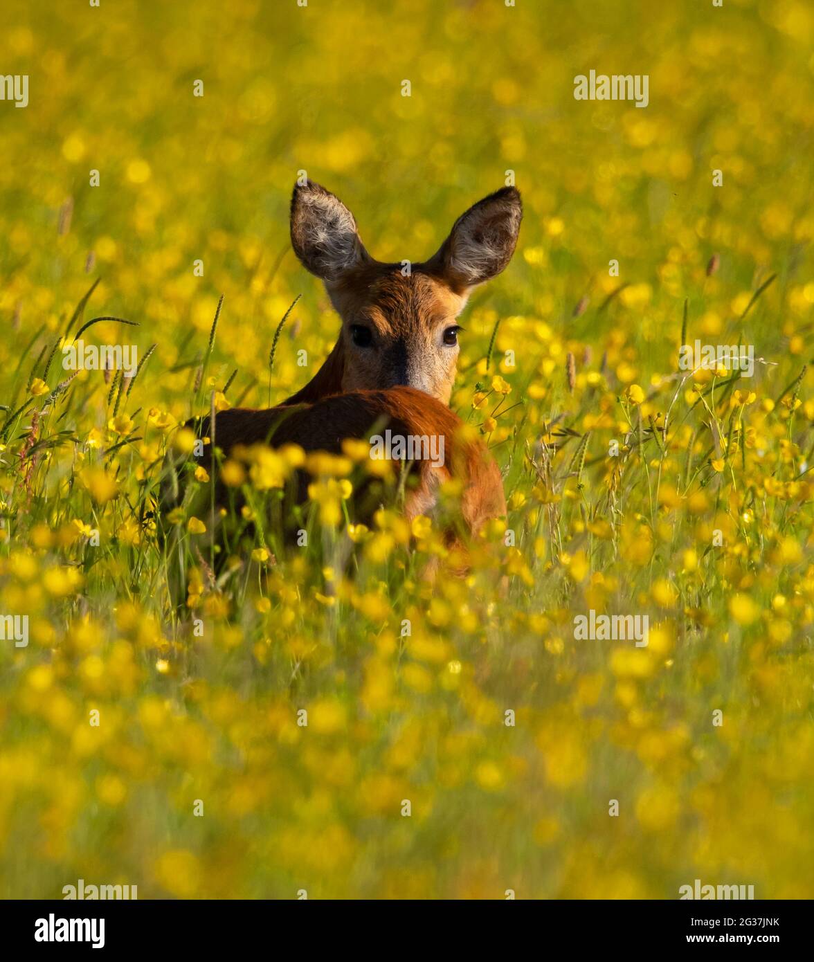 Roe Deer in the Cotswold Hills grassland Stock Photo