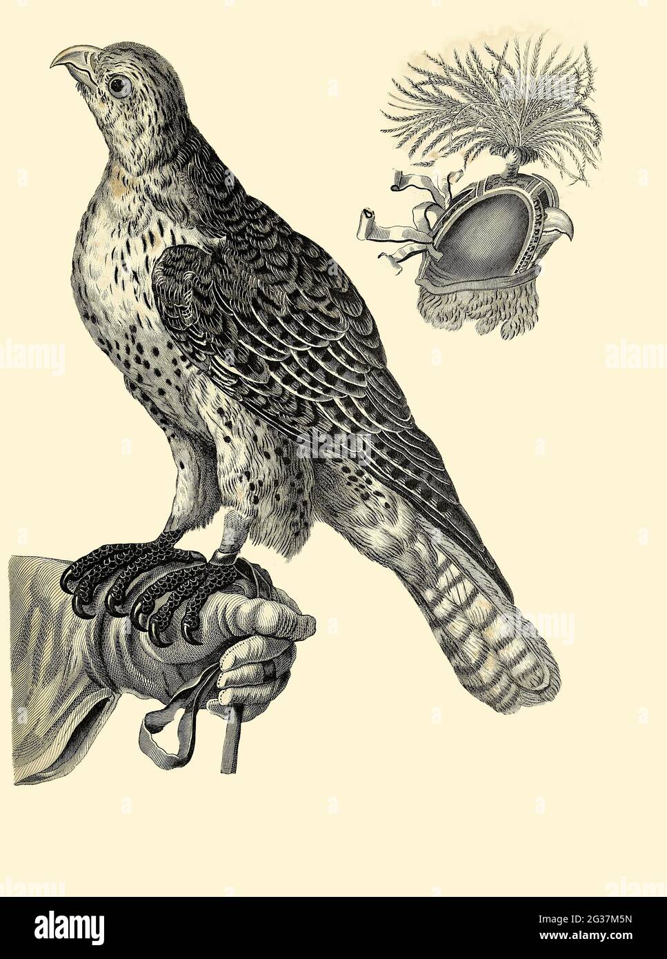 Habiliments of Falconry Copperplate engraving From the Encyclopaedia Londinensis or, Universal dictionary of arts, sciences, and literature; Volume VII;  Edited by Wilkes, John. Published in London in 1810 Stock Photo