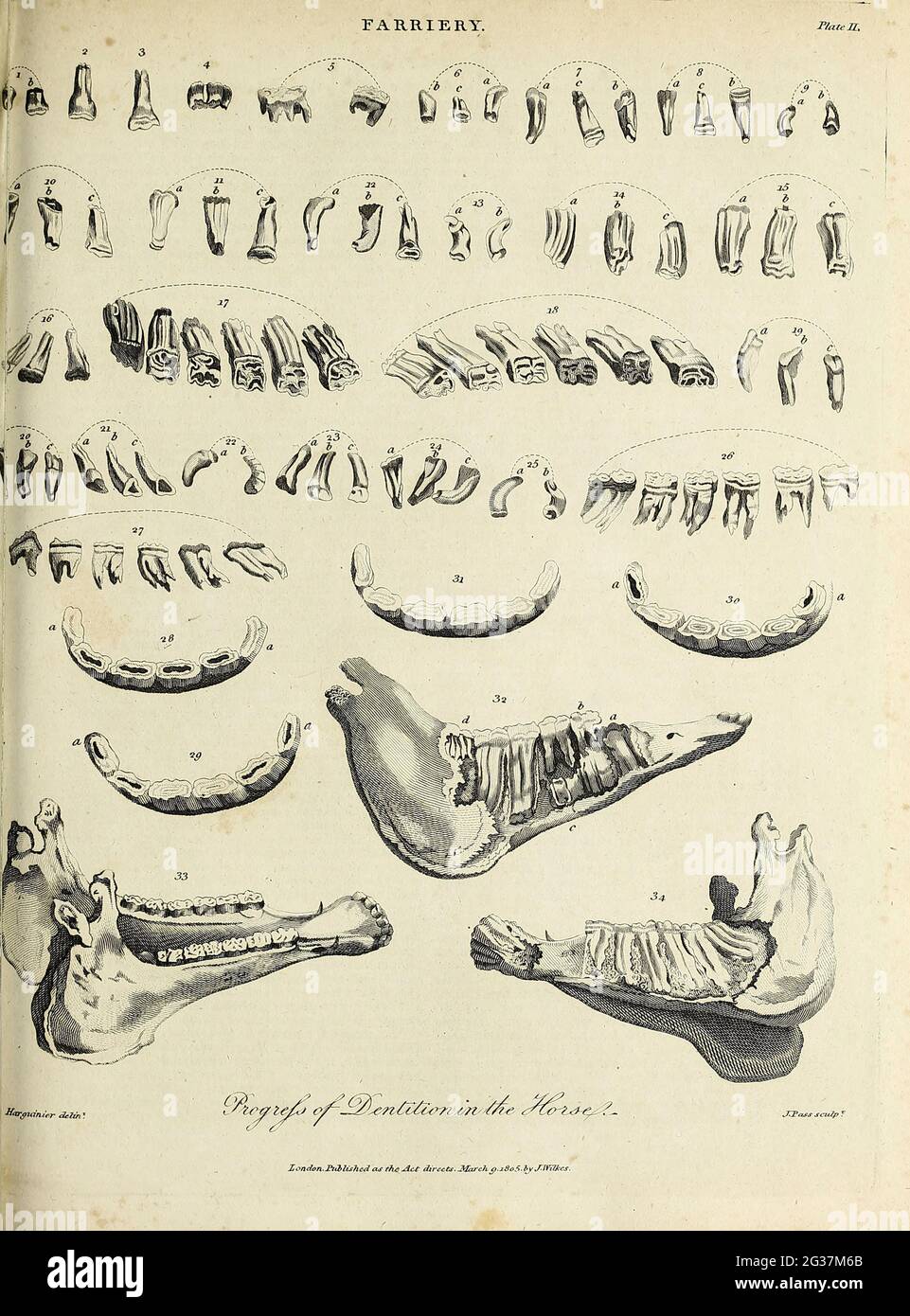 Progress of the Dentition in the Horse  Copperplate engraving From the Encyclopaedia Londinensis or, Universal dictionary of arts, sciences, and literature; Volume VII;  Edited by Wilkes, John. Published in London in 1810 Stock Photo