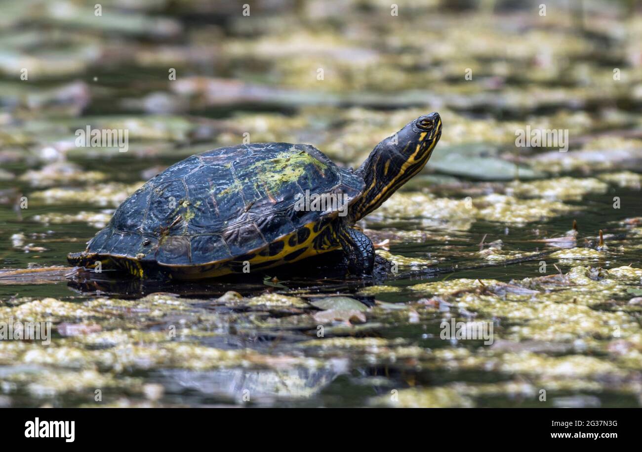 Wild Yellow-bellied slider turtle (Trachyemys scripta scripta ...