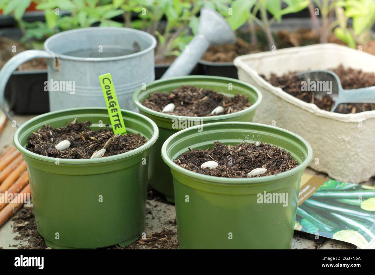 Sowing courgettes. Sowing courgette 'Defender' by placing each seed on