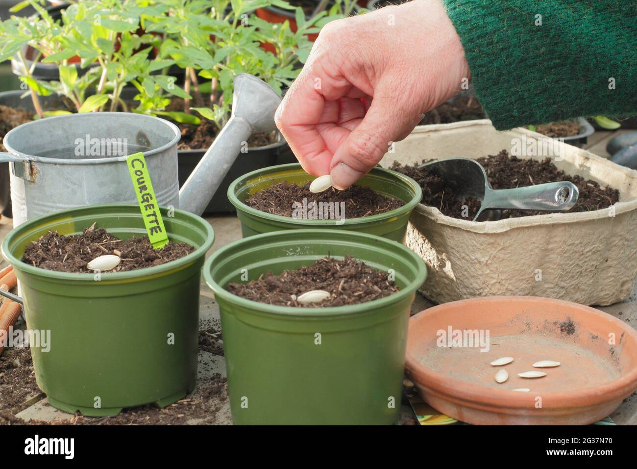 Sowing courgettes. Woman sowing courgette 'Defender' by placing each seed on its side edge