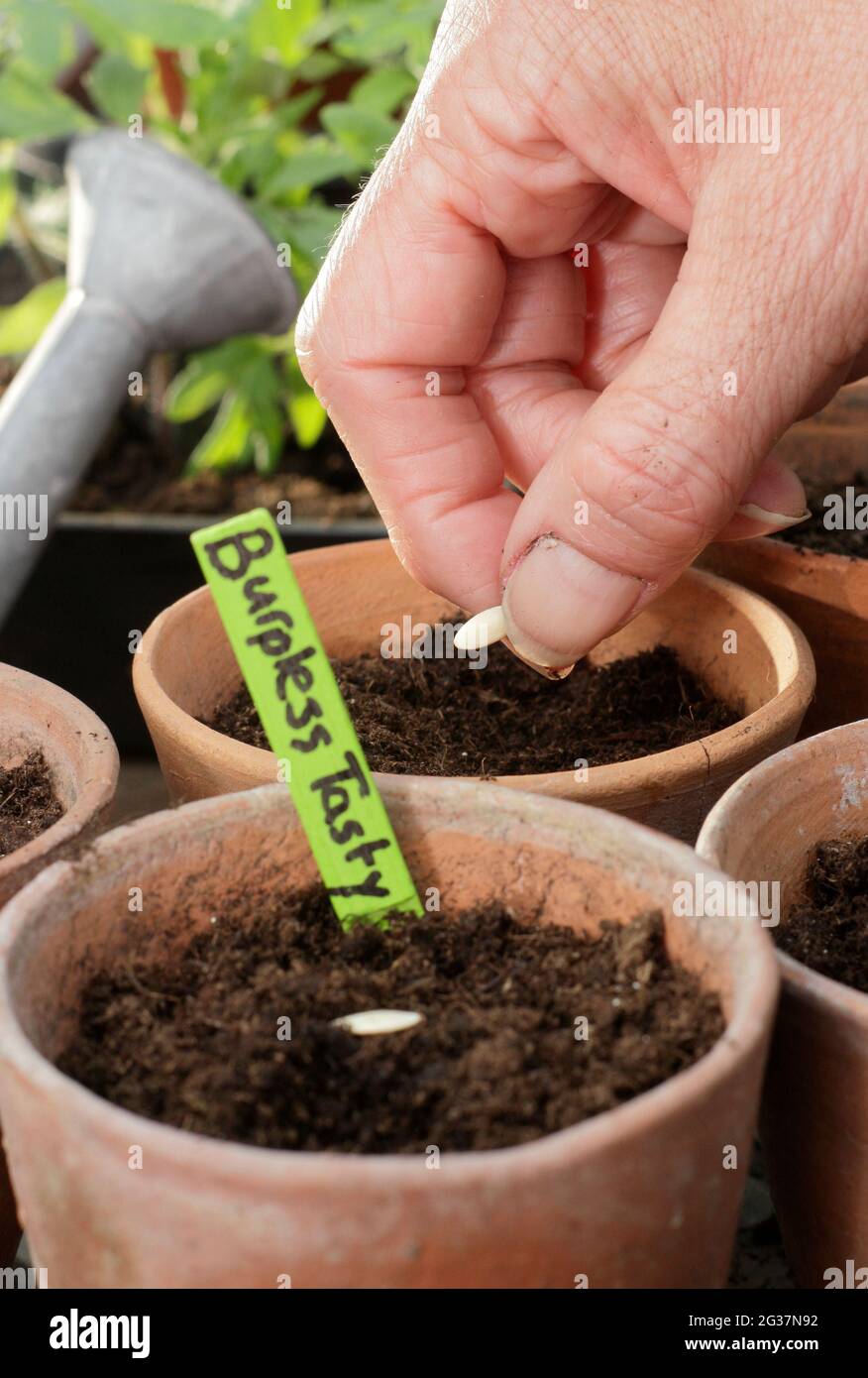 Sowing cucumbers. Woman starting off cucumber seeds Cucumis sativus