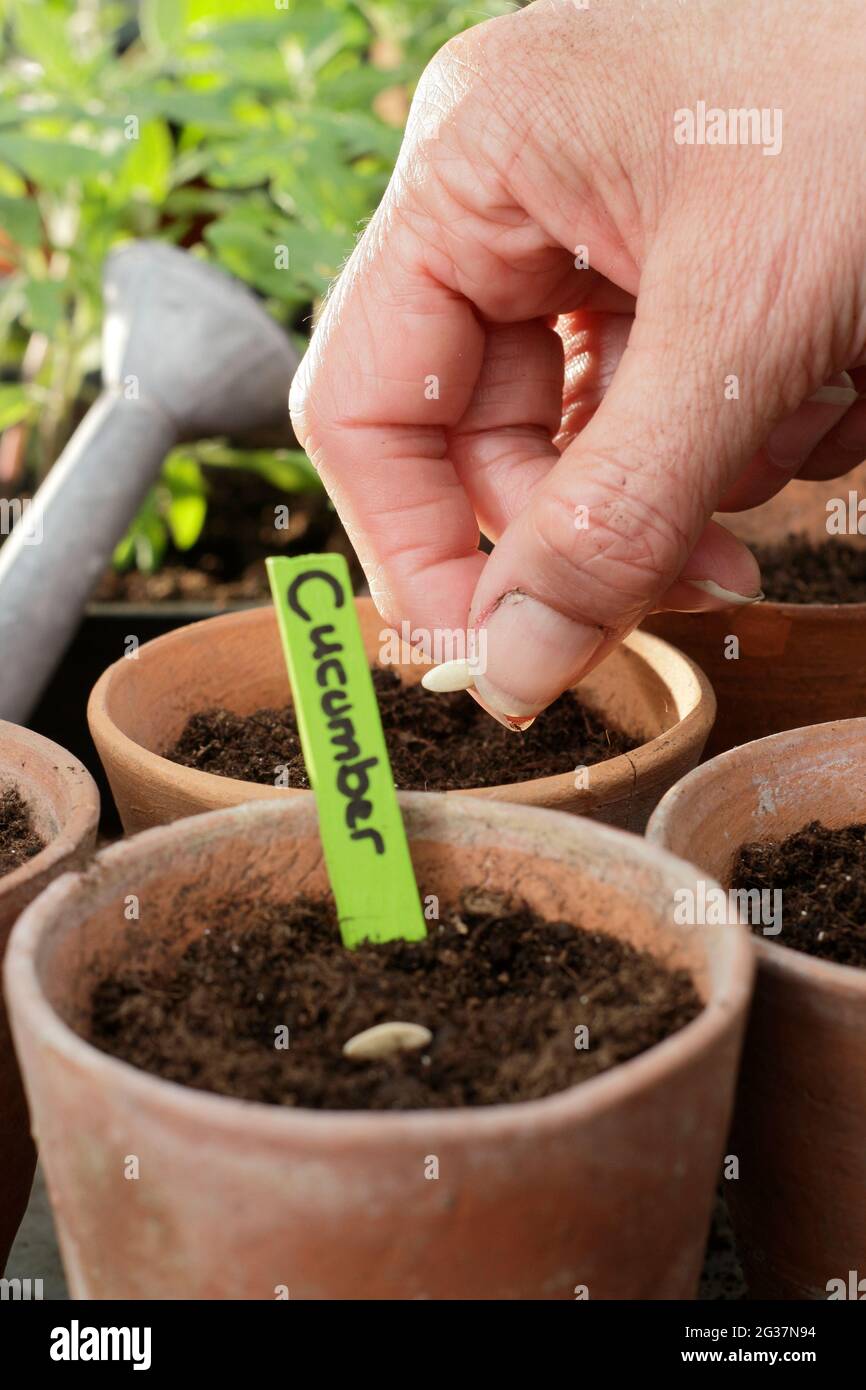 Sowing cucumbers. Woman starting off cucumber seeds - Cucumis sativus 'Burpless Tasty Green' individually into clay pots. UK Stock Photo