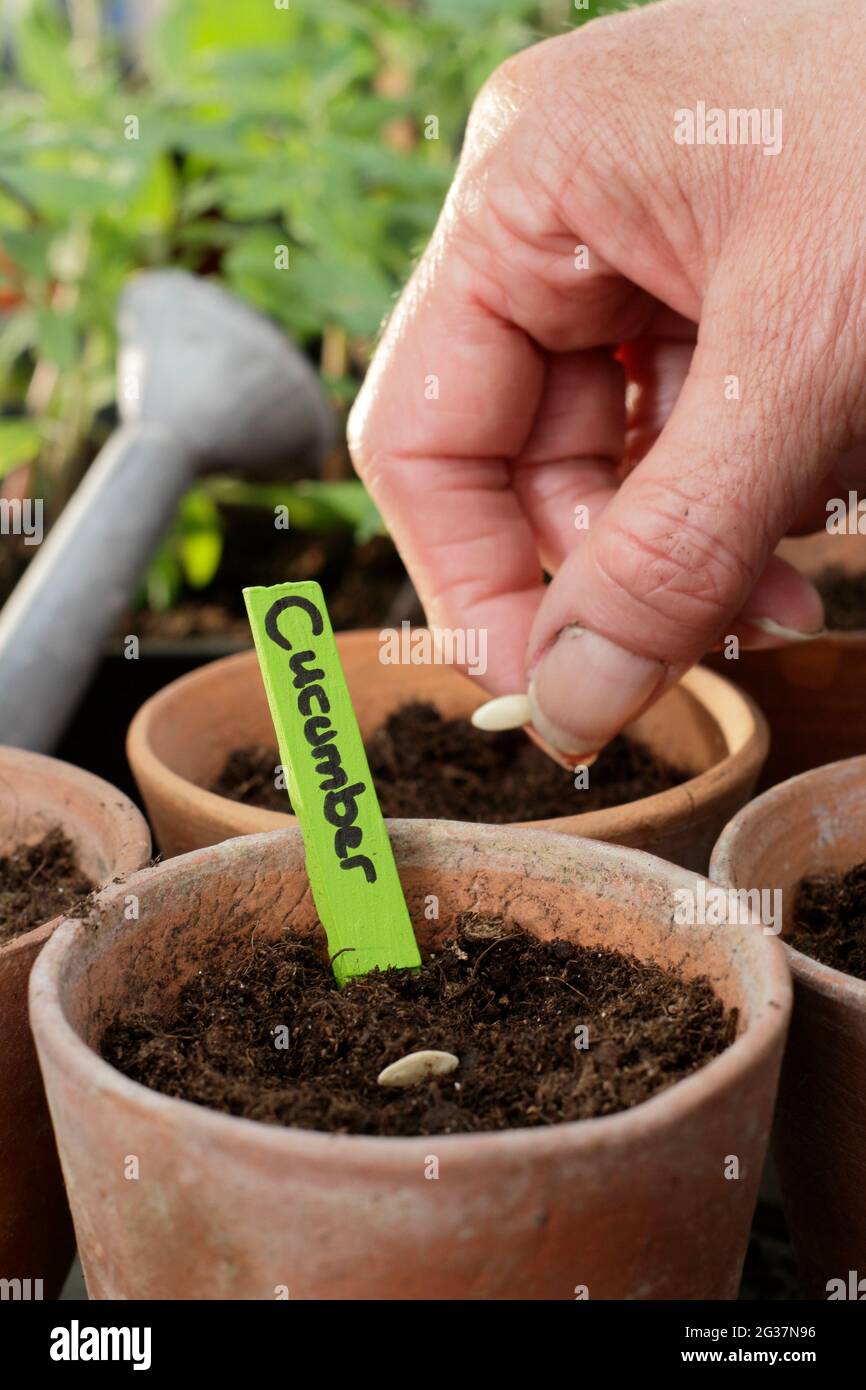Sowing cucumbers. Woman starting off cucumber seeds Cucumis sativus