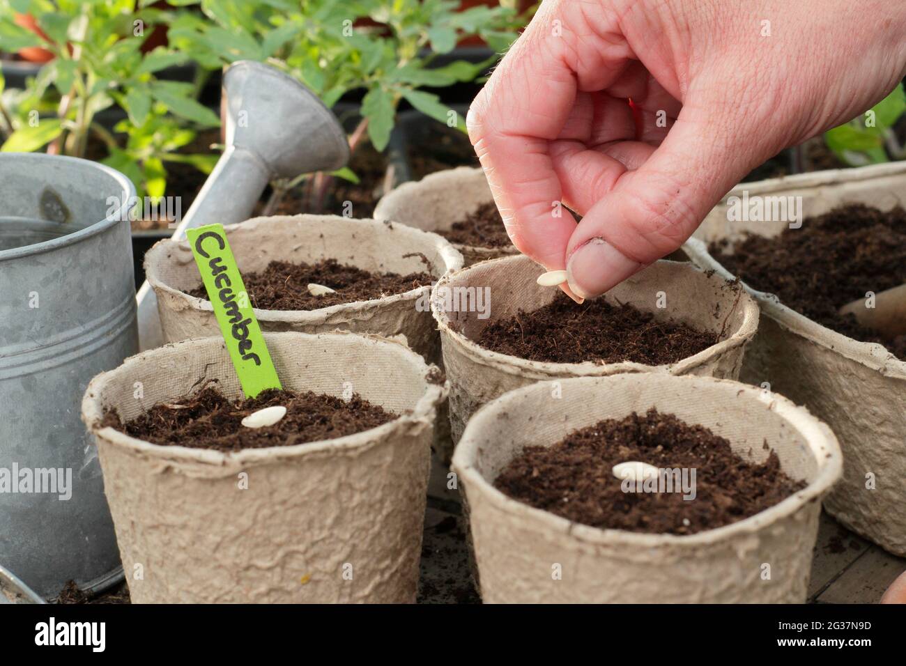 Sowing cucumbers. Woman starting off cucumber seeds - Cucumis sativus 'Burpless Tasty Green' individually into clay pots. UK Stock Photo
