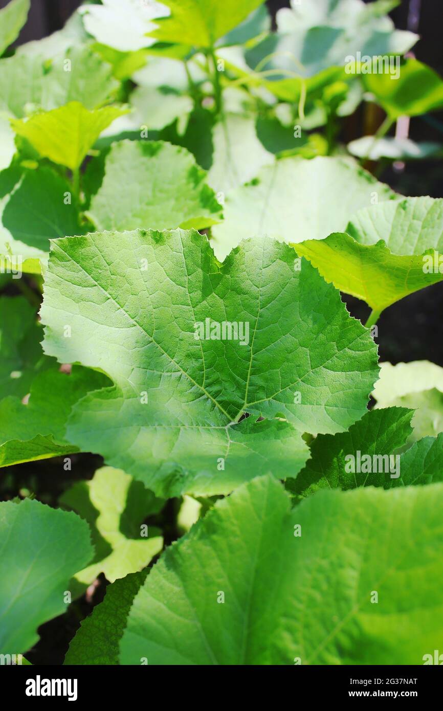 Summer green on a pumpkin plant growing in the backyard pumpkin patch ...