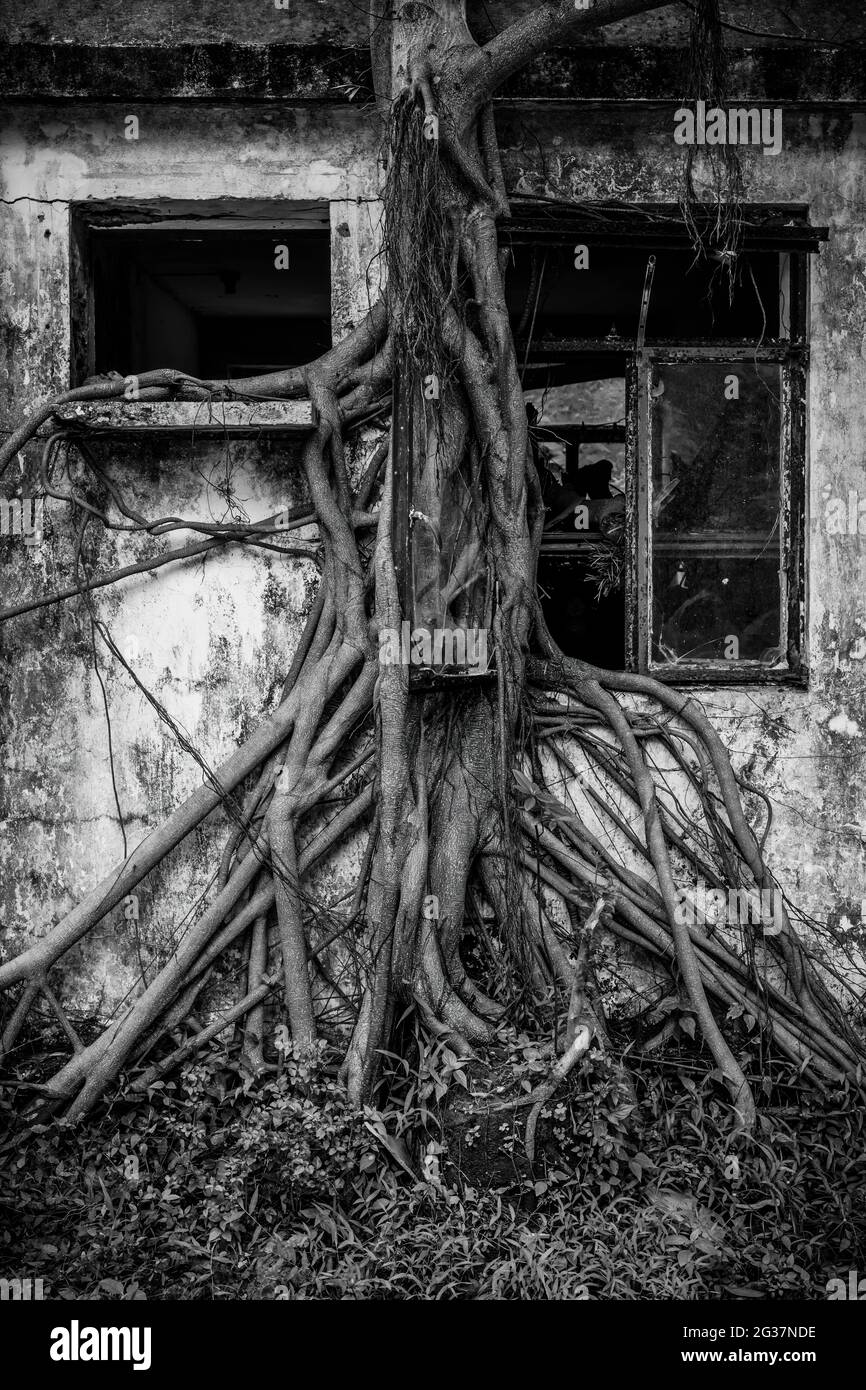 A bayan tree grows over an abandoned house, including around the open window, Ngong Ping, Lantau Island, Hong Kong (b&w version) Stock Photo