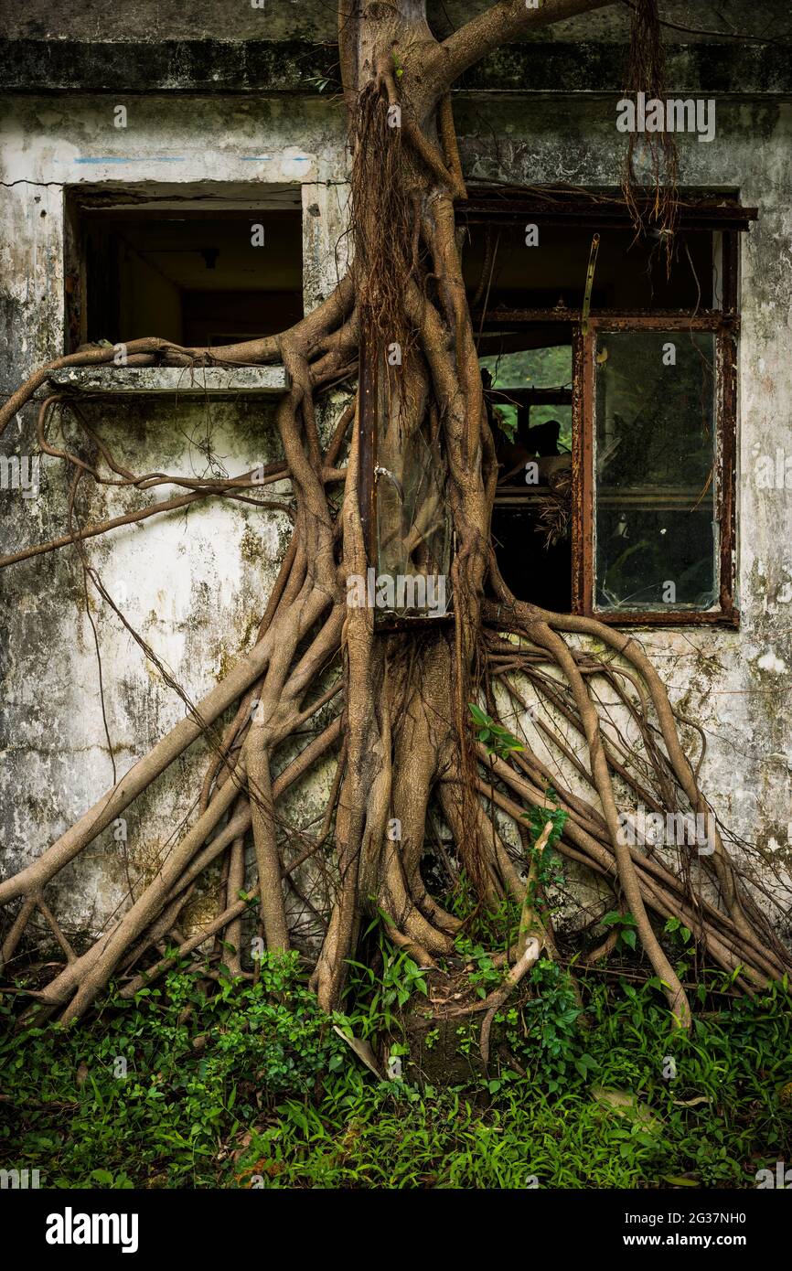 A bayan tree grows over an abandoned house, including around the open window, Ngong Ping, Lantau Island, Hong Kong Stock Photo