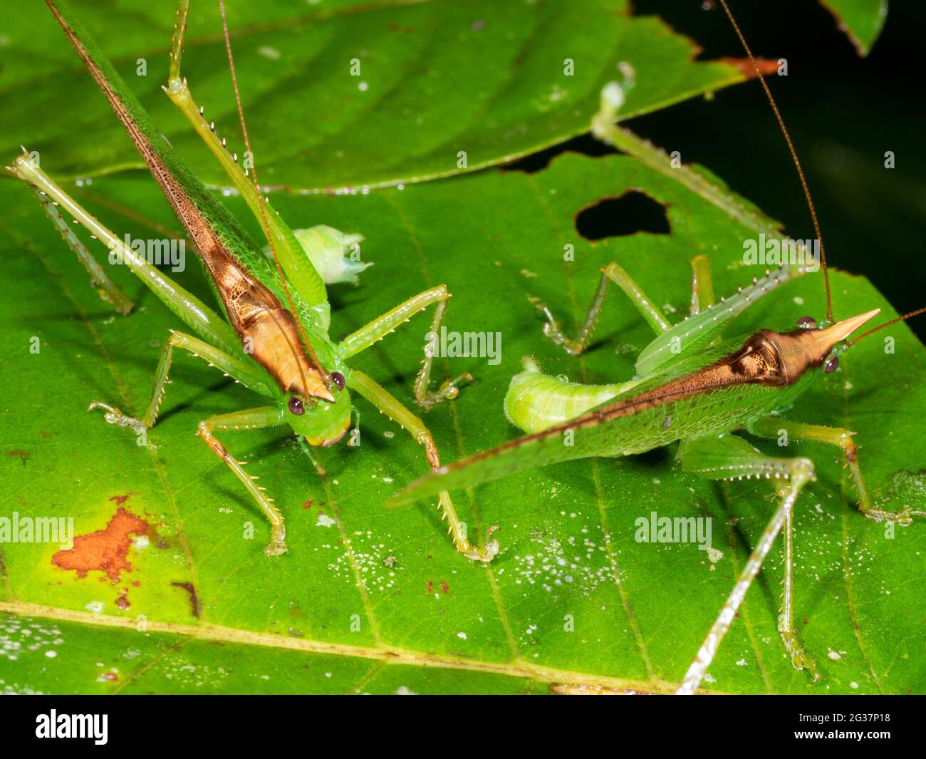 Two male Coneheads (Melanophoxus brunneri) in combat. Morona Santiago