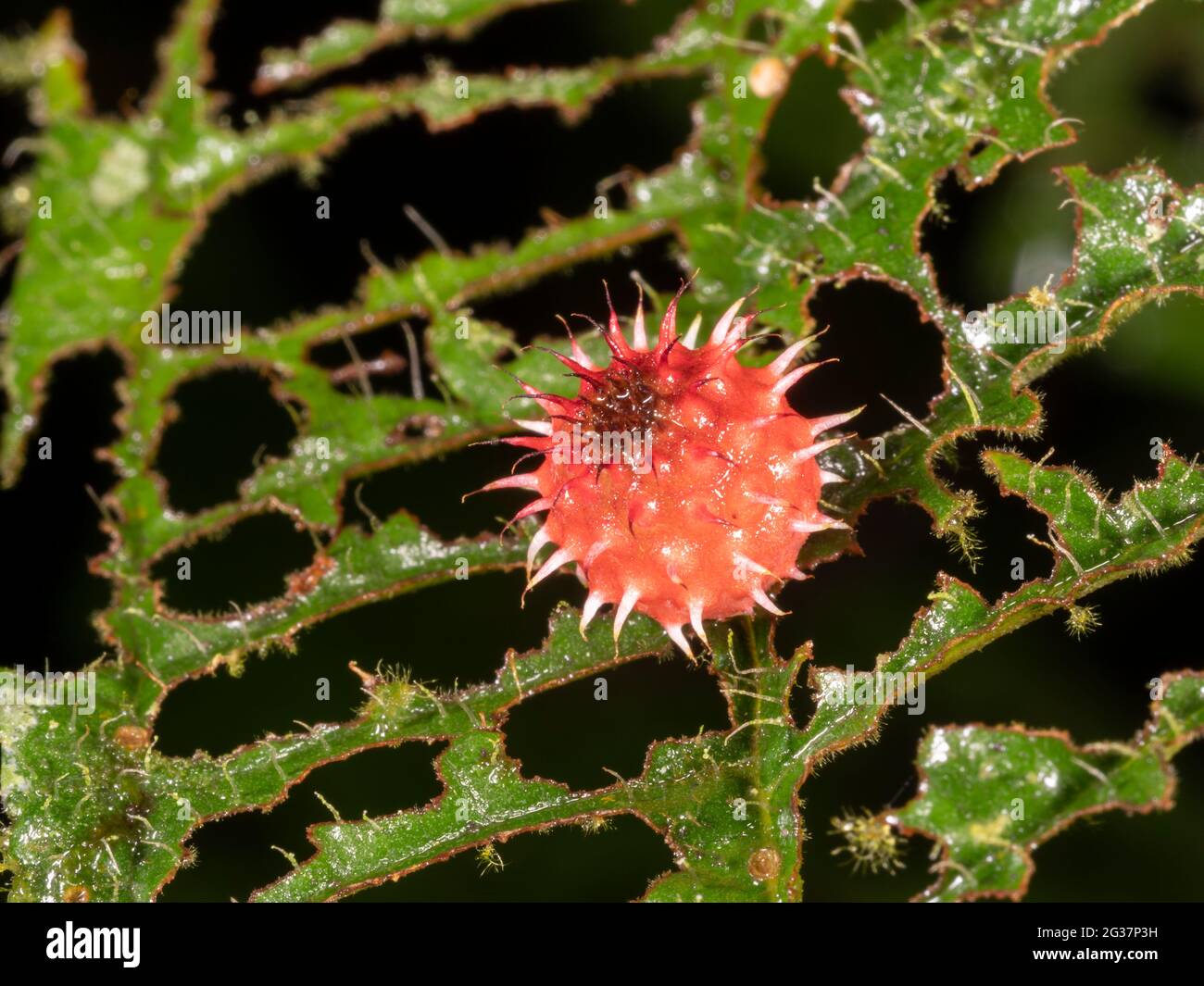 Gall on a leaf in the rainforest understory, Morona Santiago province, Ecuador. Galls are abnormal growth forms usually caused by ian nsect larva livi Stock Photo