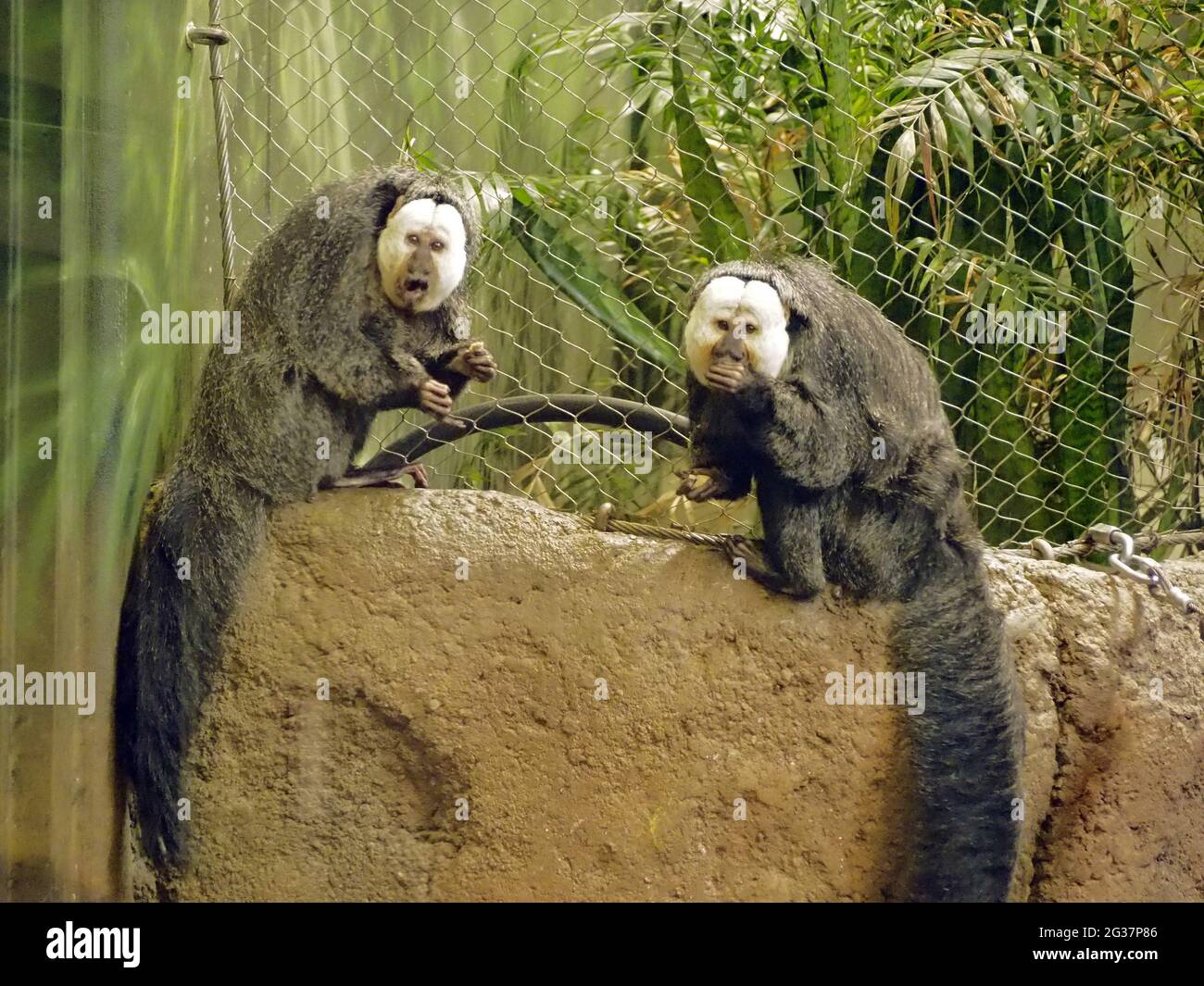 White-faced saki (Pithecia pithecia) monkeys sitting on the rock ...