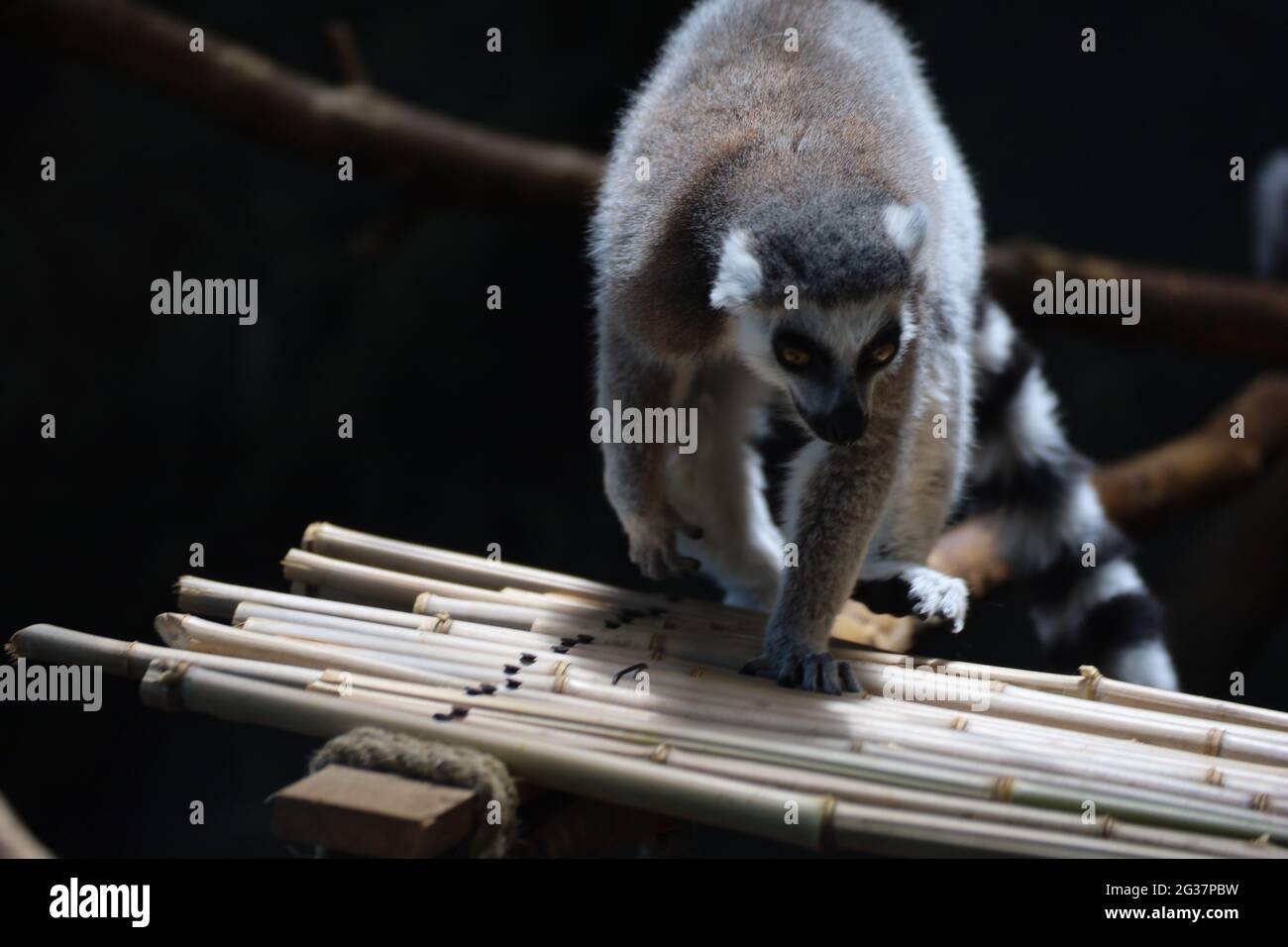 Ringtailed lemur (Lemur catta), Kansas City Zoo, USA Stock Photo Alamy