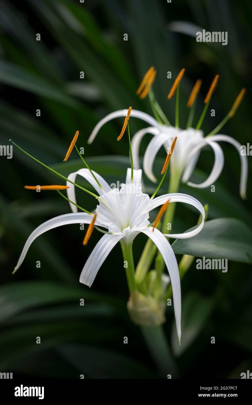American Hymenocallis or Spider Lily, Hymenocallis littoralis, growing wild, Ngong Ping, Lantau Island, Hong Kong Stock Photo