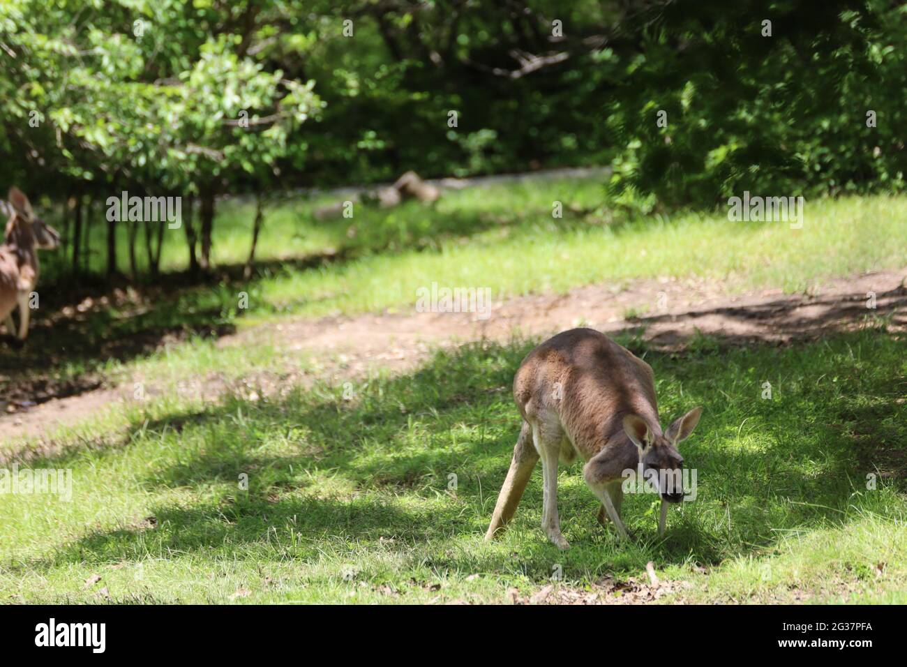 Cute kangaroo in Kansas City Zoo, USA Stock Photo Alamy
