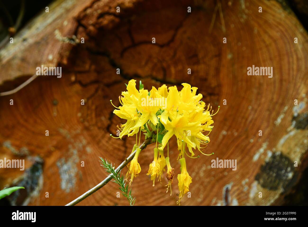 Yellow Azalea'Rhododendron luteum' in a well managed wood in Wiltshire,fragrant bright yellow, funnel-shaped flowers set against a pile of mixed timbe Stock Photo