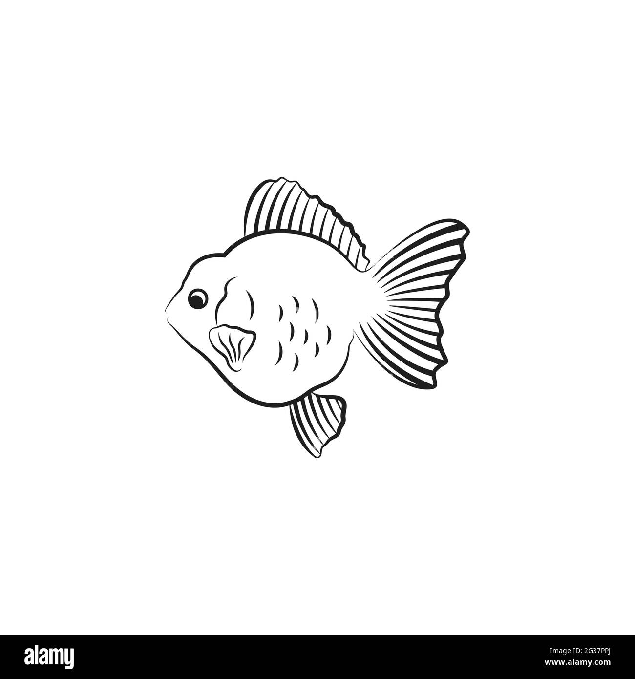 Oranda Goldfish Black And White Stock Photos Images Alamy Oranda Goldfish Black And White Stock Photos Images Alamy