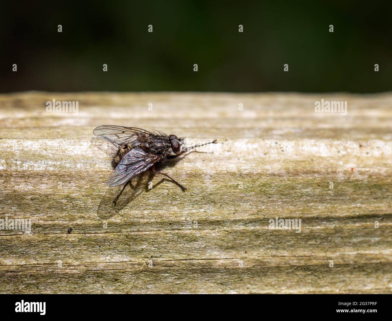 Housefly stretches it leg on a fence. Stock Photo